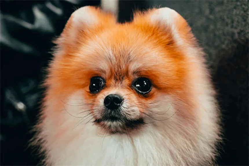 犬の唾液の真実9つ：抗菌？アレルギー？安全なスキンシップのコツ