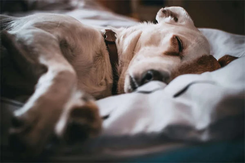 エリザベスカラーとは？愛犬・愛猫の回復を守る「コーン」の全て