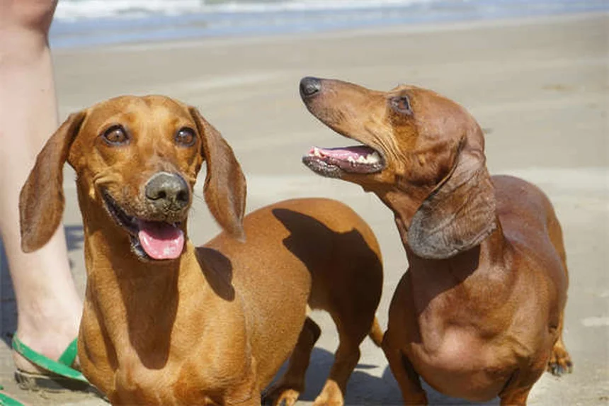 エリザベスカラーとは？愛犬・愛猫の回復を守る「コーン」の全て