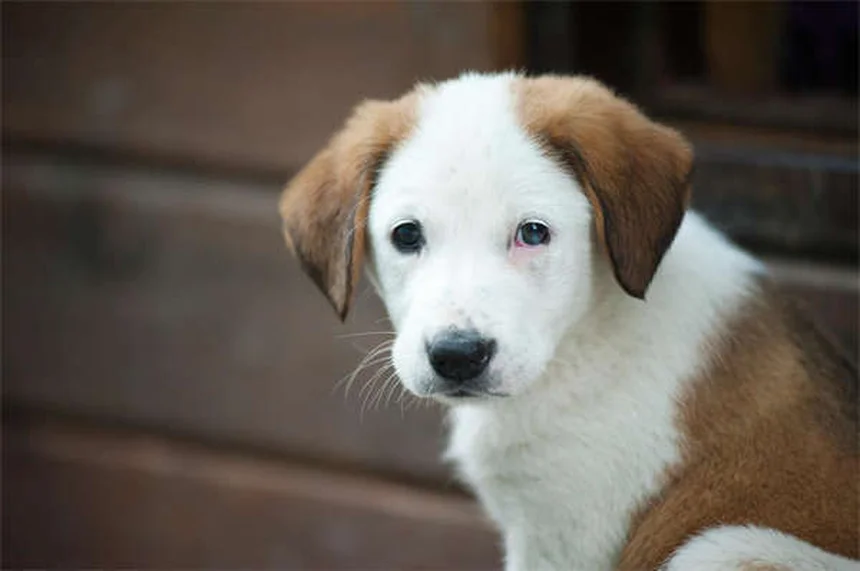 ウォータードッグとは？水が大好きな犬種18選と安全な水遊びのコツ
