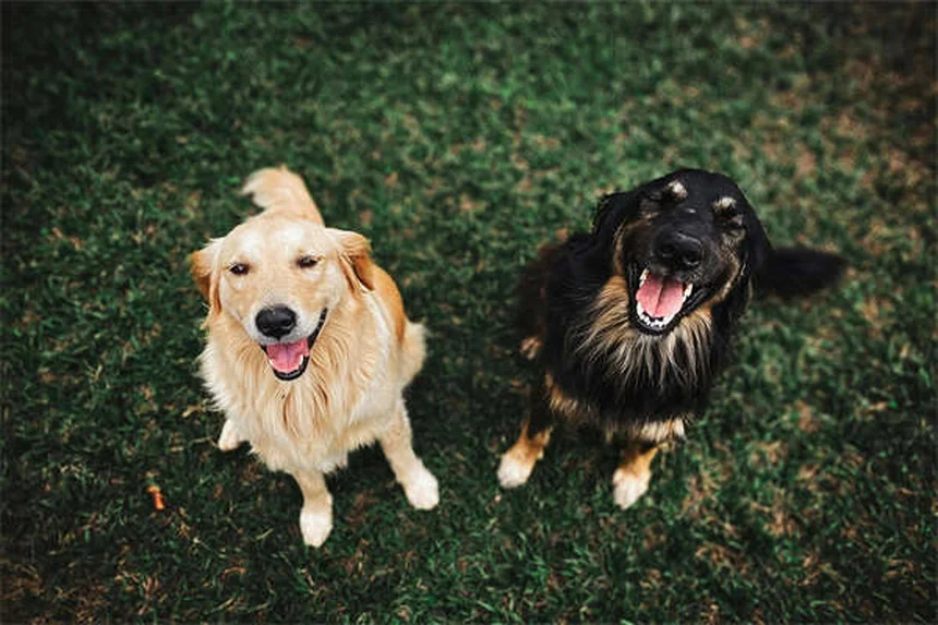 犬が寝言で吠える理由と正しい対処法｜夢の中の冒険を見守ろう