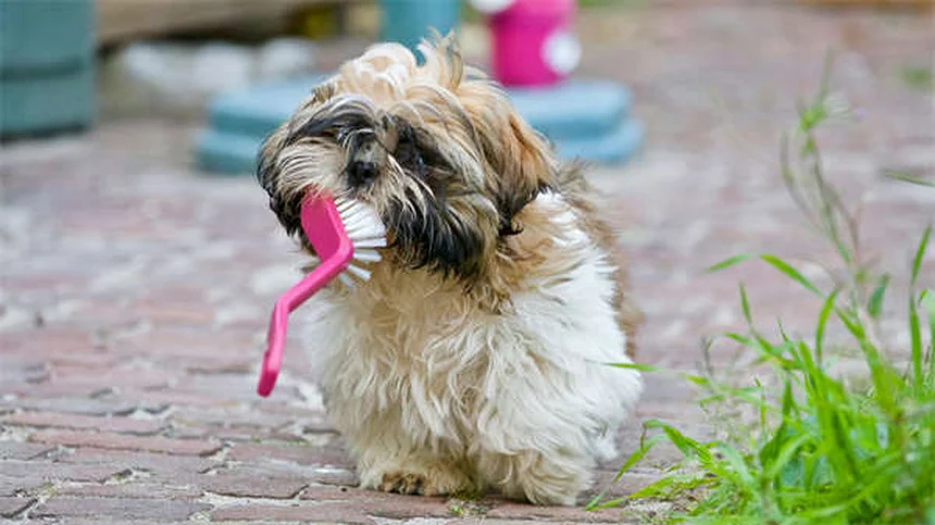 犬は一度に何匹の子犬を産む？平均から最大記録まで徹底解説