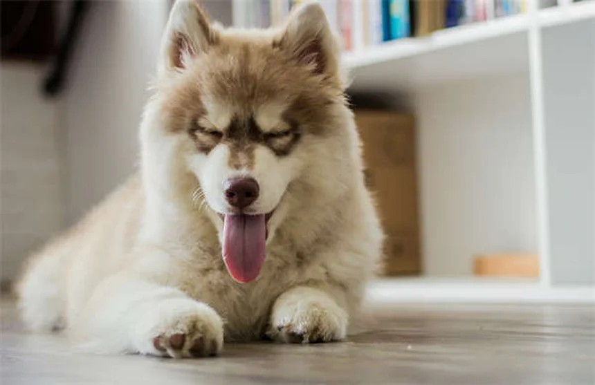 Clavamox®（クラバモックス）とは？犬猫の抗生物質の効果・副作用・使い方を獣医師が解説