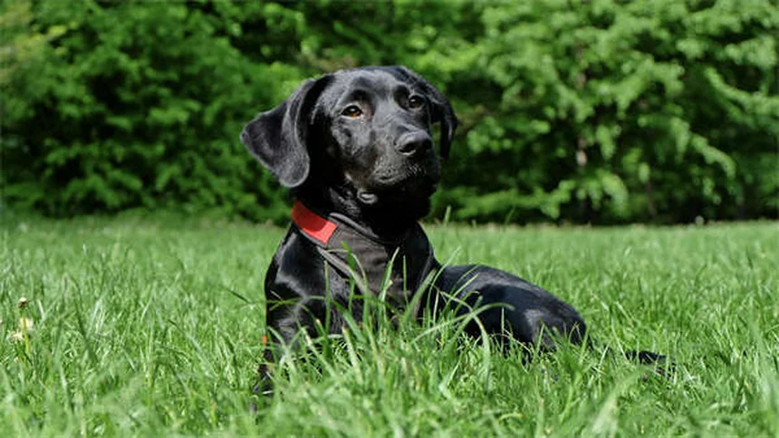 プラゾシンとは？犬猫への効果・副作用・正しい使い方を獣医が解説