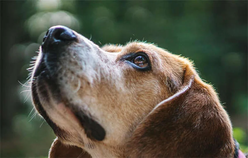 犬は双極性障害になる？ 愛犬の気分の急変を理解する4つのポイント