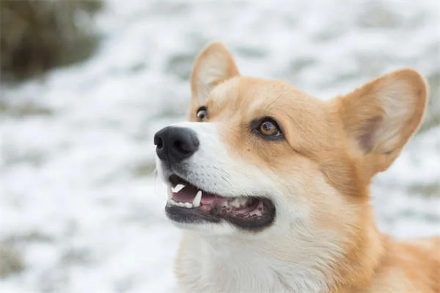 犬のインスリノーマとは？症状から治療・予後まで徹底解説