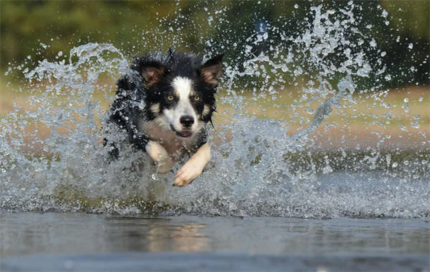 子犬の歯磨きはいつから？正しい始め方と成功のコツ5選