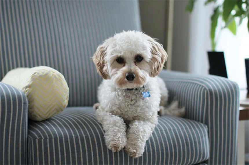犬のフライングディスク 初心者向けトレーニング方法と注意点