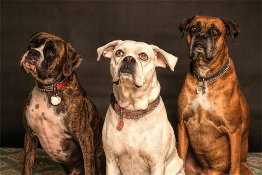 犬のフライングディスク 初心者向けトレーニング方法と注意点