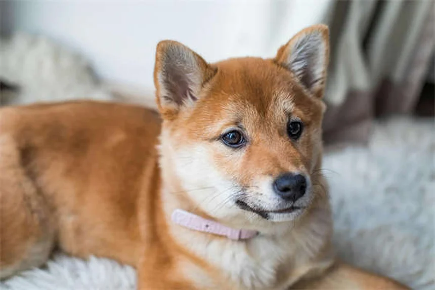 【犬のトレーニング】非食物ご褒美で効果を上げる5つの方法