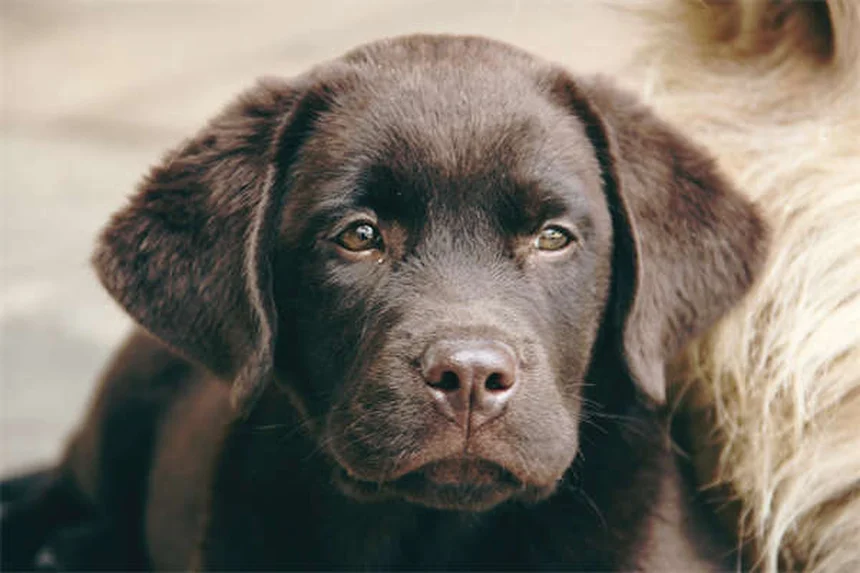 【犬のトレーニング】非食物ご褒美で効果を上げる5つの方法