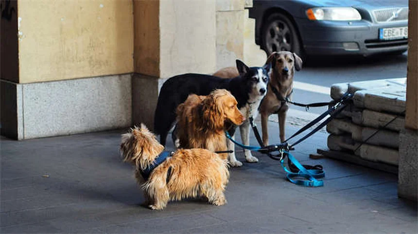 フルコナゾール 犬 副作用や注意点を解説！よくある誤解と真実