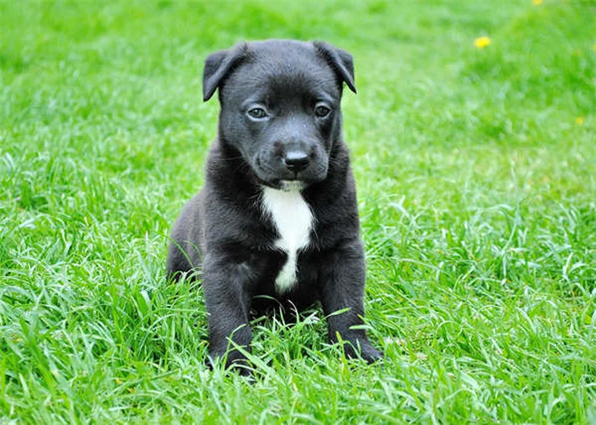 フルコナゾール 犬 副作用や注意点を解説！よくある誤解と真実