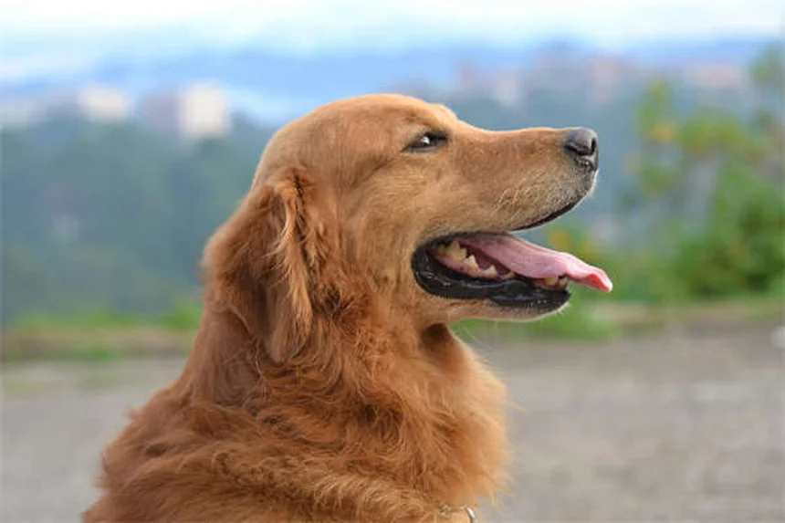 犬の胸水、症状と緊急対処法を現役獣医師が解説