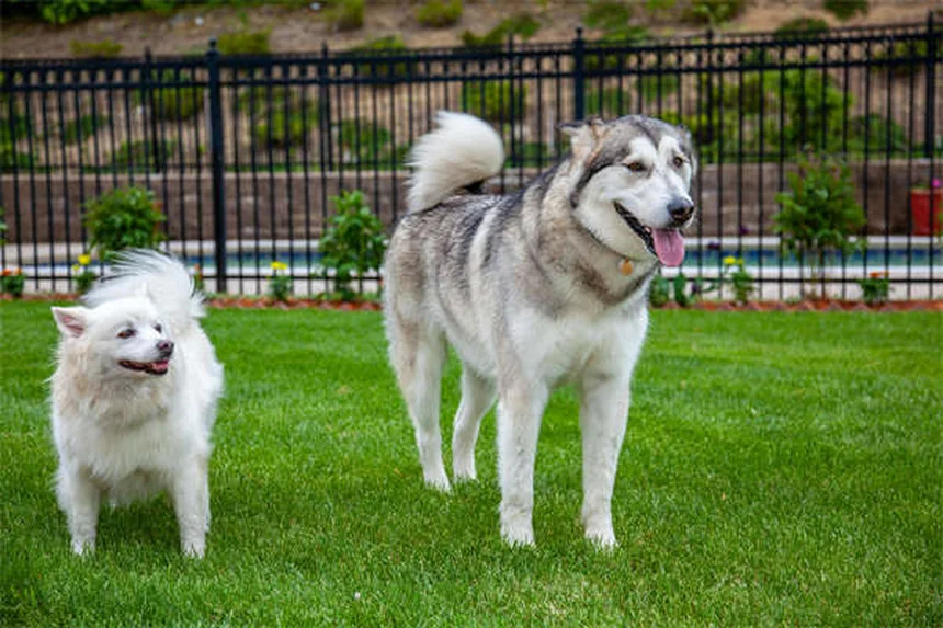 犬の胸水、症状と緊急対処法を現役獣医師が解説