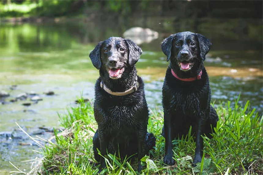 犬の胸水、症状と緊急対処法を現役獣医師が解説
