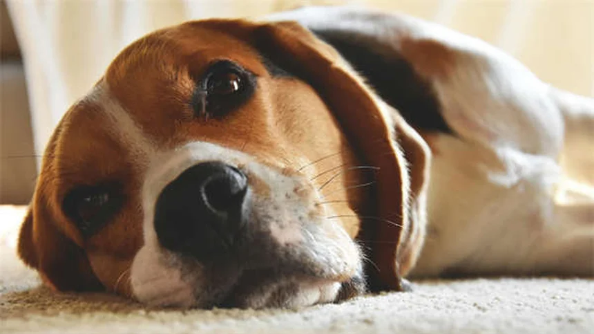 テオフィリンとは？犬猫の副作用と安全な使い方の実践知識