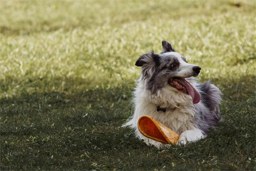 テオフィリンとは？犬猫の副作用と安全な使い方の実践知識