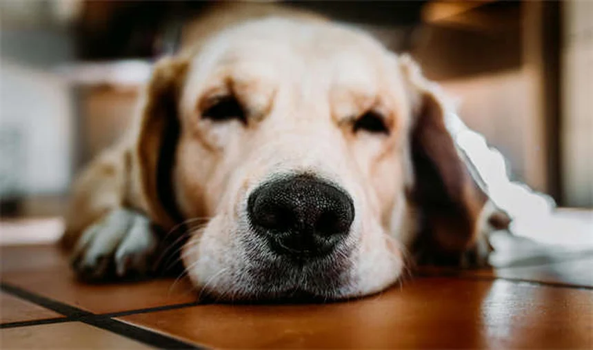 犬が吠える5つの理由とすぐ試せる対処法