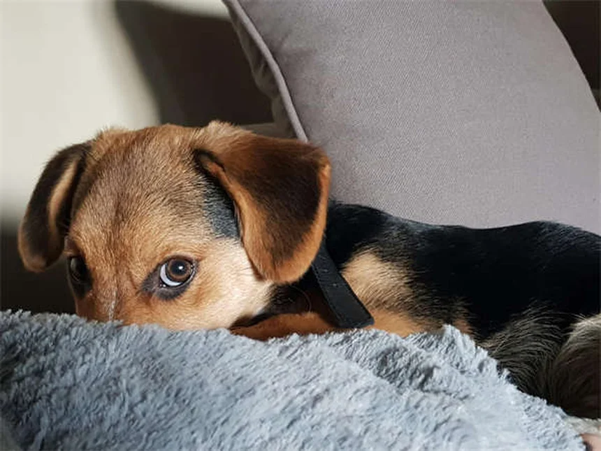 室内犬でも安心できない？ダニ感染の意外な真実