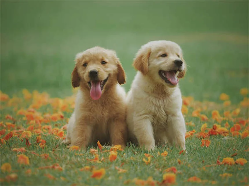 犬にペプトビスモールは危険？副作用と正しい投与量を獣医が解説