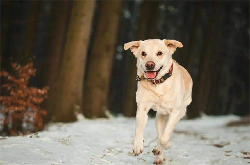 犬にペプトビスモールは危険？副作用と正しい投与量を獣医が解説