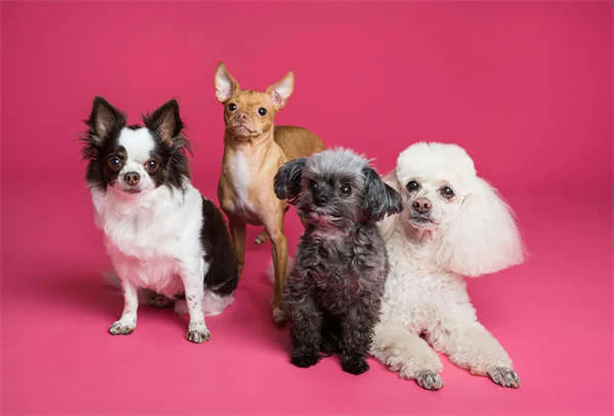犬にペプトビスモールは危険？副作用と正しい投与量を獣医が解説