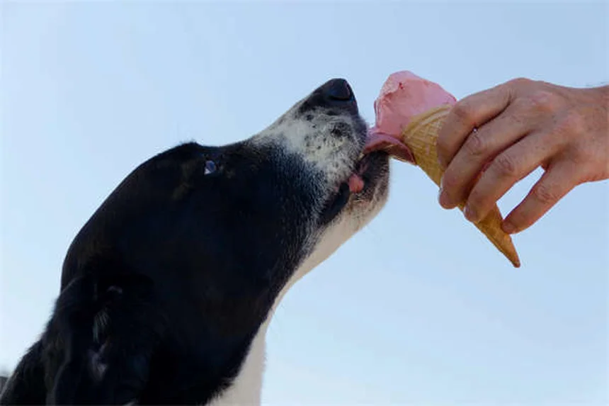 子犬の歯磨き、いつから始める？実体験に基づく3ステップのしつけ方と簡単コツ