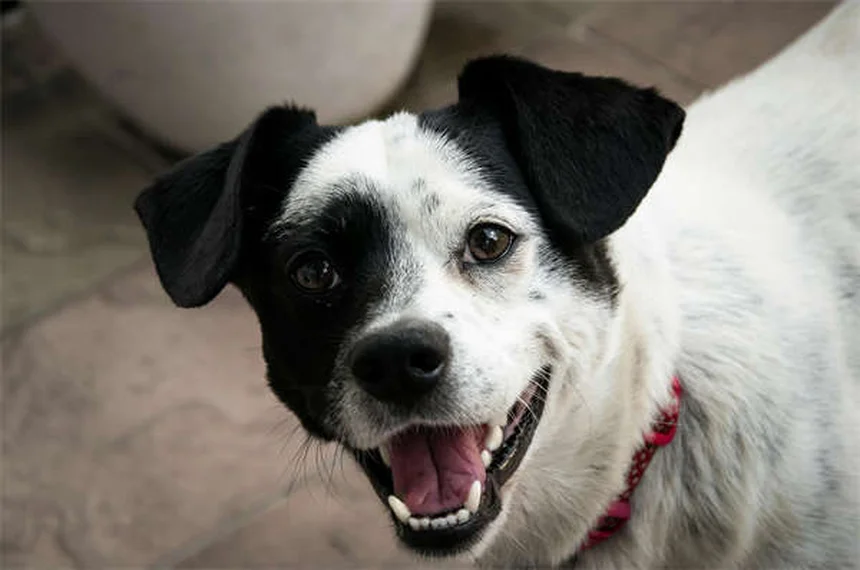 子犬の歯磨き、いつから始める？実体験に基づく3ステップのしつけ方と簡単コツ