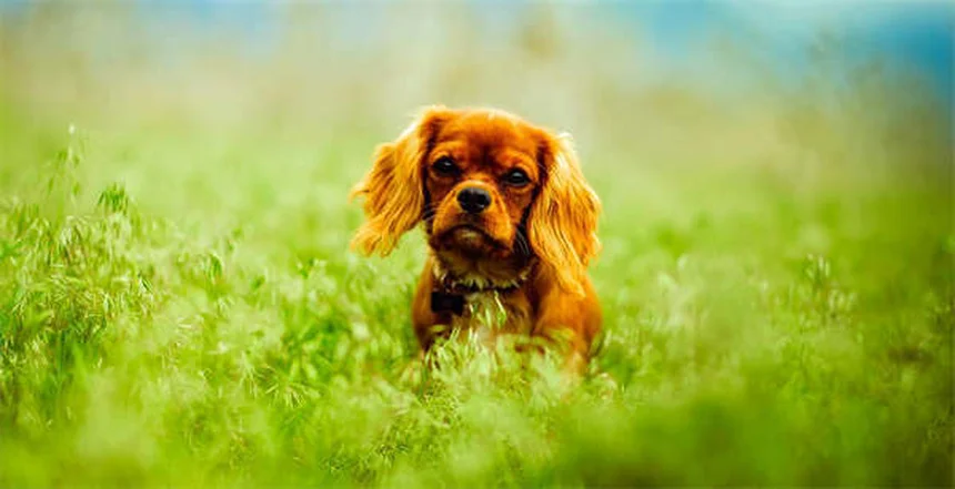 子犬の歯磨き、いつから始める？実体験に基づく3ステップのしつけ方と簡単コツ