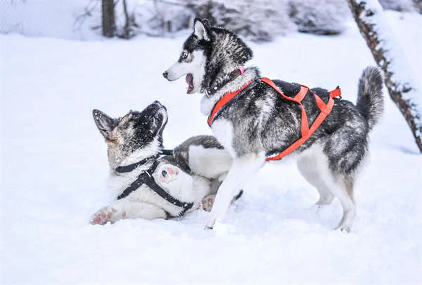 愛犬のベッドのダニ・菌を徹底除去！安全な寝床を作る5つの方法