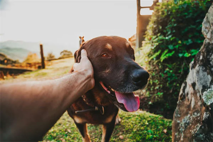 猫みたいな犬のおすすめ3選｜特徴や選び方から迎え入れ方まで