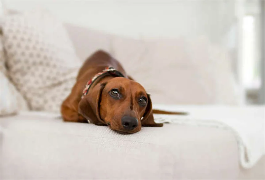 犬にセーターは必要？犬種別の判断基準と正しい選び方