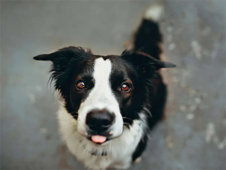 犬用おもちゃの安全な選び方｜BPAフリー・ノントキシックの本当の意味