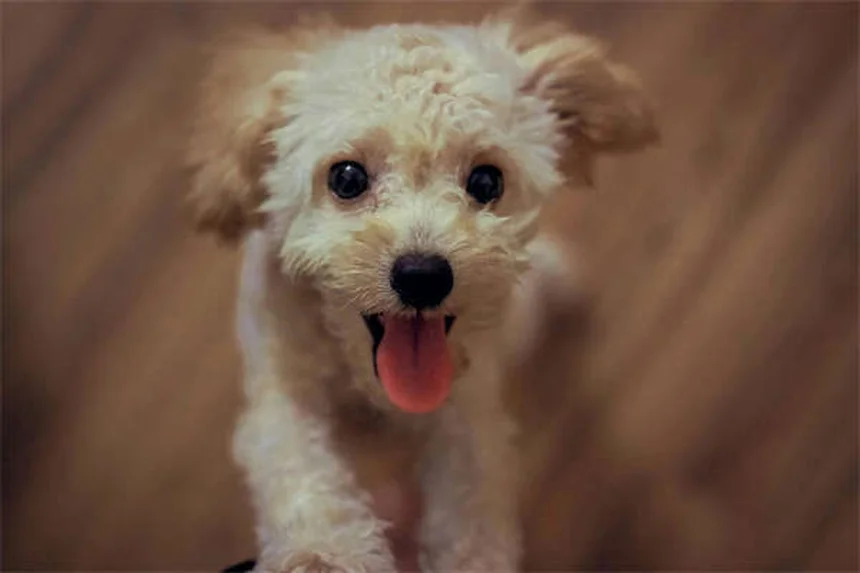 犬の里親費用はいくら？内訳と価値を徹底解説