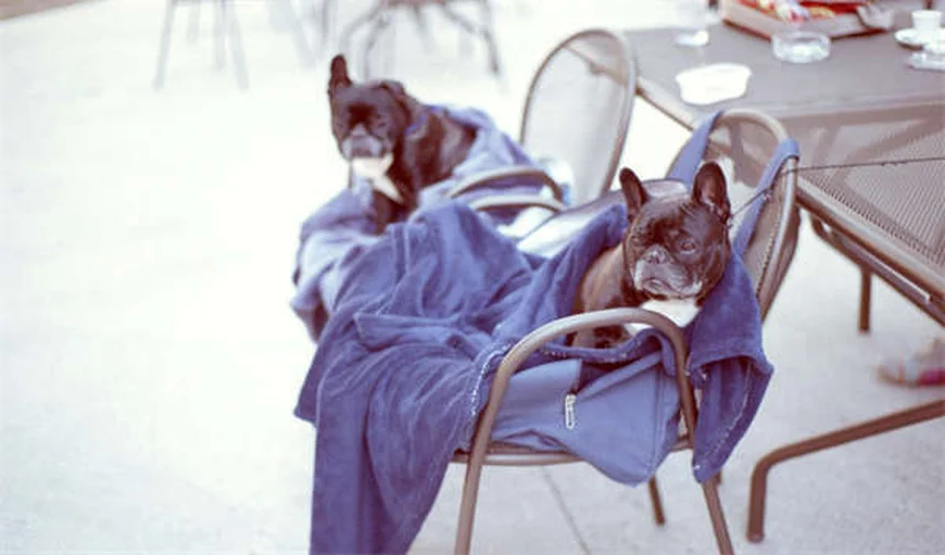犬の抜け毛が気になる？正常と異常の見分け方と対策7選