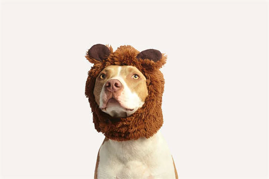 シニア犬は何歳から？小型犬・大型犬別の見分け方と老後ケアのコツ