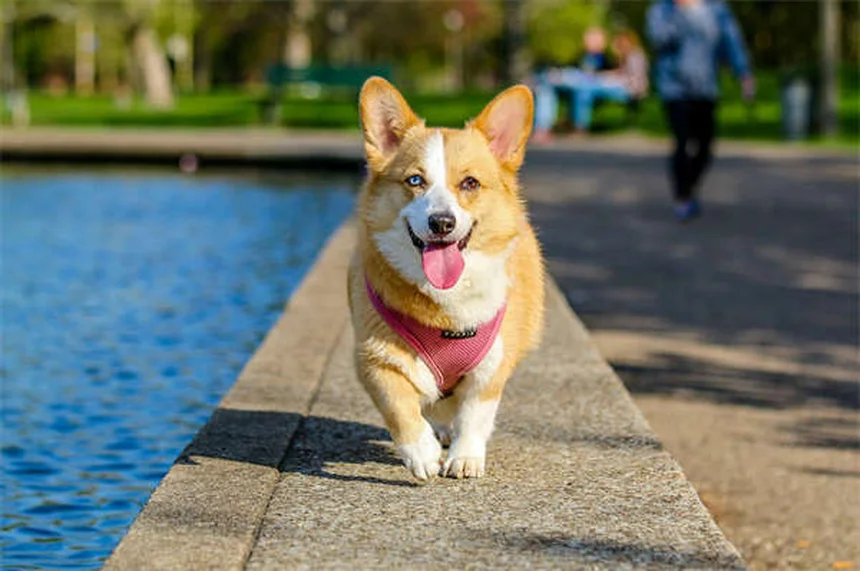 犬の発情期はいつまで？期間・症状から対処法まで完全ガイド