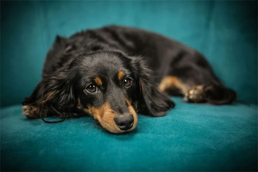 犬連れ旅行の完全ガイド｜準備から帰宅後まで愛犬と安全に楽しむコツ