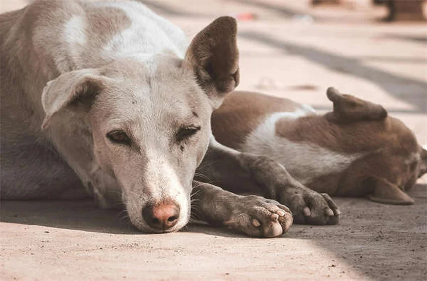 犬のポドデルマティスとは？原因・症状から自宅ケアまで完全解説